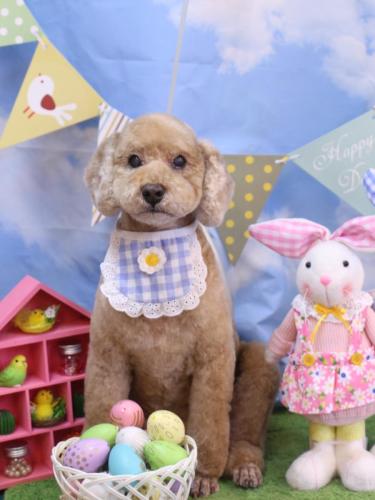 20240319アルトくん